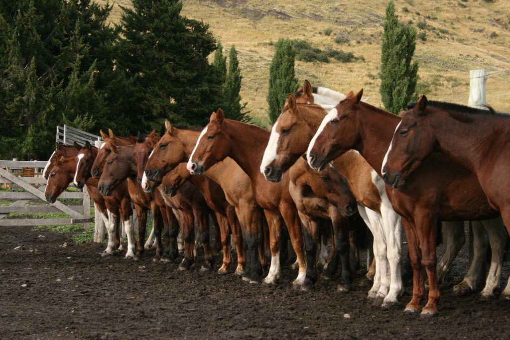 Estancia Nibepo Aike Colonia Francisco Perito Moreno Exteriör bild